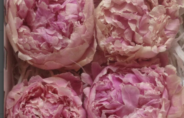 HOME BEGONIAS FLORES-1