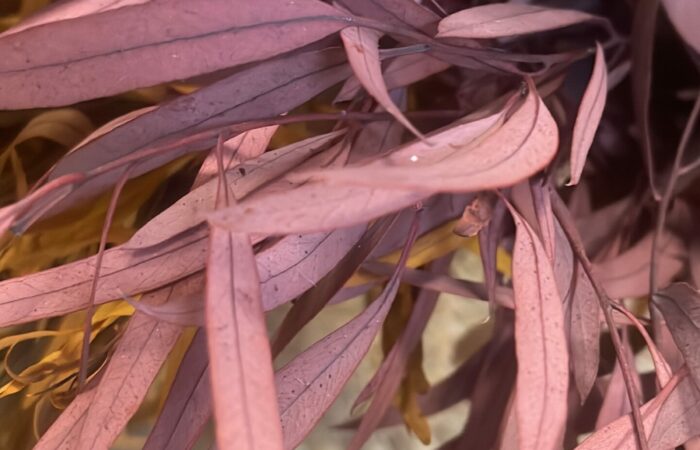 HOME BEGONIAS FLORES-4