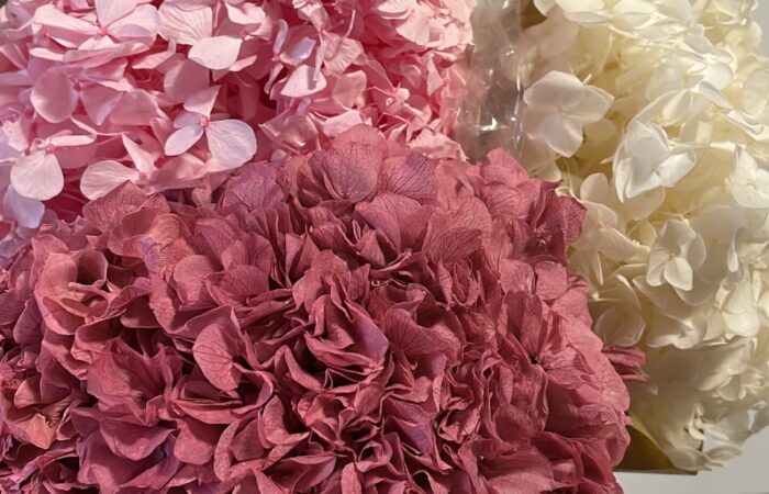 HOME BEGONIAS FLORES-2