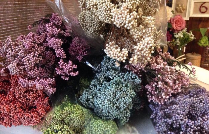 HOME BEGONIAS FLORES-3